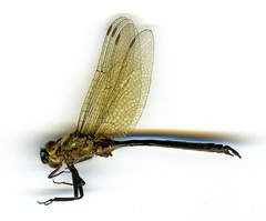 Somatochlora kennedyi