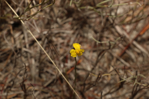 Image of Xyris complanata by (c) Greg Tasney, some rights reserved (CC BY-SA)