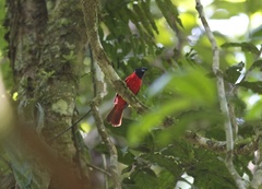 Periporphyrus erythromelas
