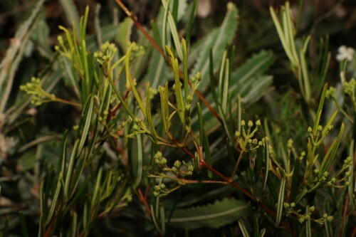 Image of Zieria laxiflora by (c) Greg Tasney, some rights reserved (CC BY-SA)