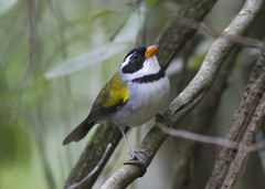 Arremon flavirostris