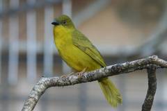 Orthogonys chloricterus