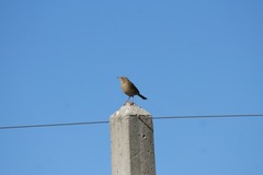 Anthus hellmayri