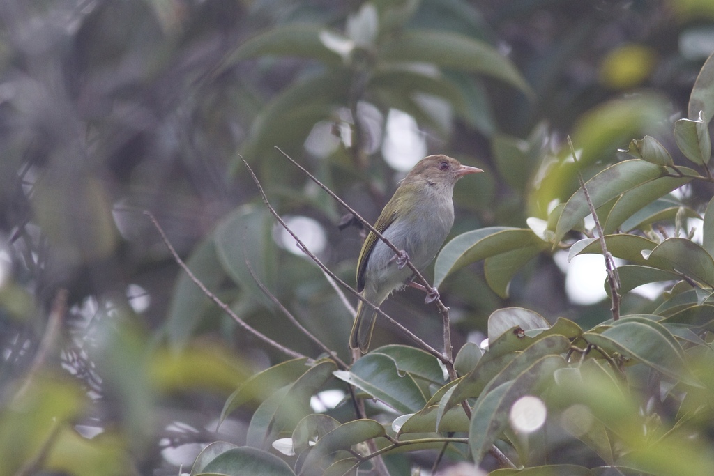 Brown-headed Greenlet illustration