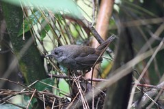 Scytalopus speluncae