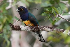 Trogon violaceus