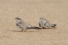 Chordeiles rupestris