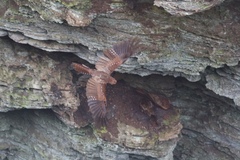 Steatornis caripensis