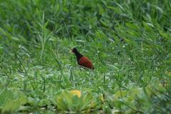 Jacana jacana