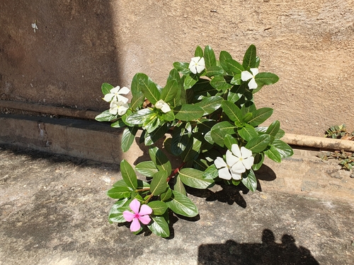 Madagascar Periwinkle