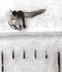 Oropezella diminuloruma