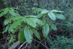 Rhododendron columbianum