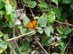 Tegosa pastazena