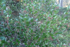 Arctostaphylos nummularia