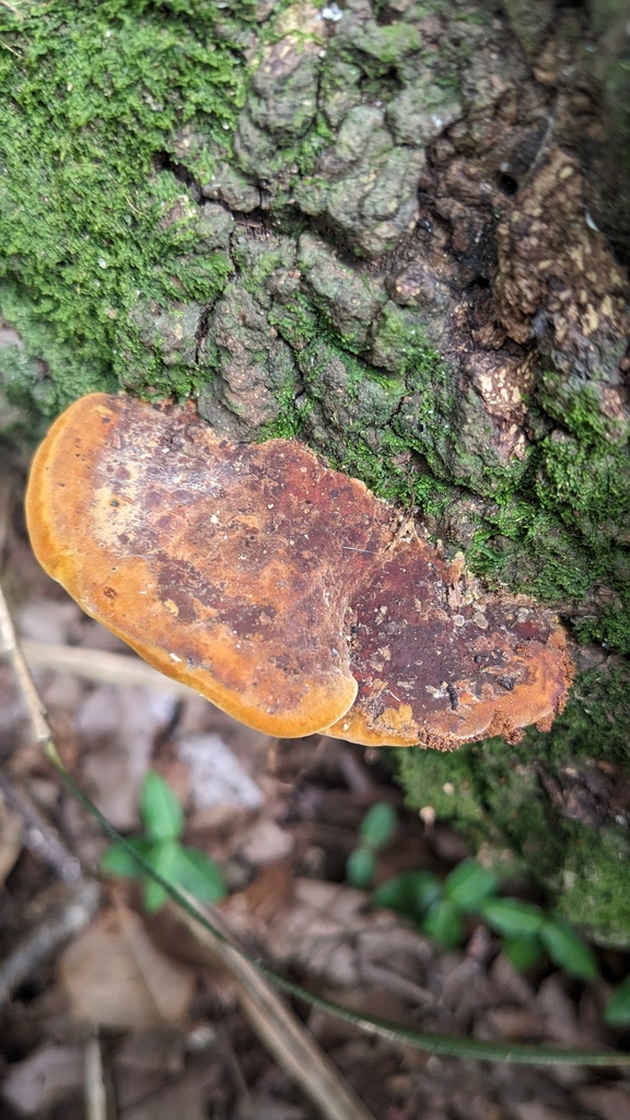 Fuscoporia gilva · July 2023 · photo: © atsushi_nakajima_cirque (iNaturalist, cc-by)