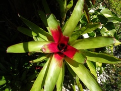 Neoregelia compacta