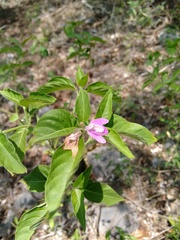Justicia breviflora