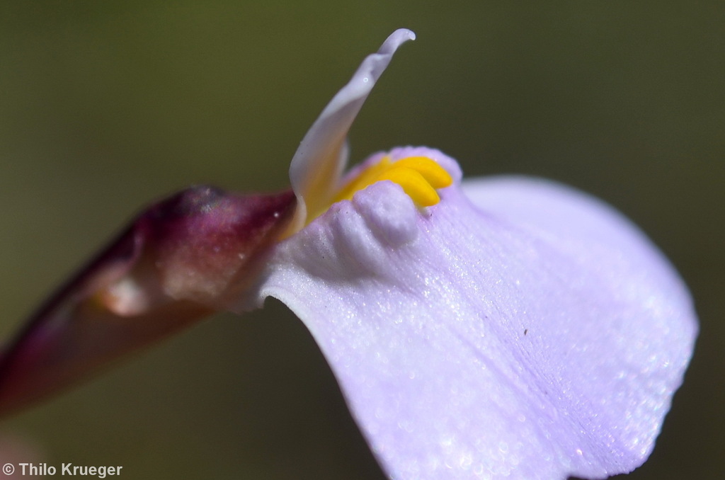 Utricularia kimberleyensis C.A.Gardner 3
