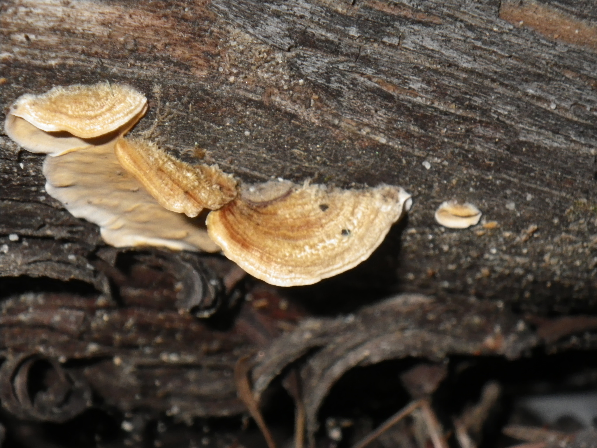 Stereum hirsutum image