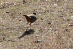 Toxostoma redivivum