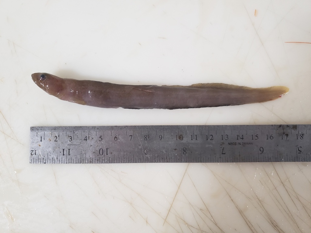 Gymnelus pseudosquamatus