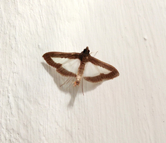 Diaphania plumbidorsalis