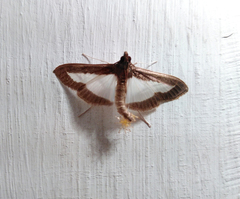 Diaphania plumbidorsalis