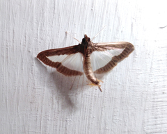 Diaphania plumbidorsalis