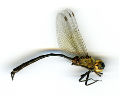 Somatochlora franklini