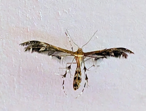 Lobed Plume Moth photo 4