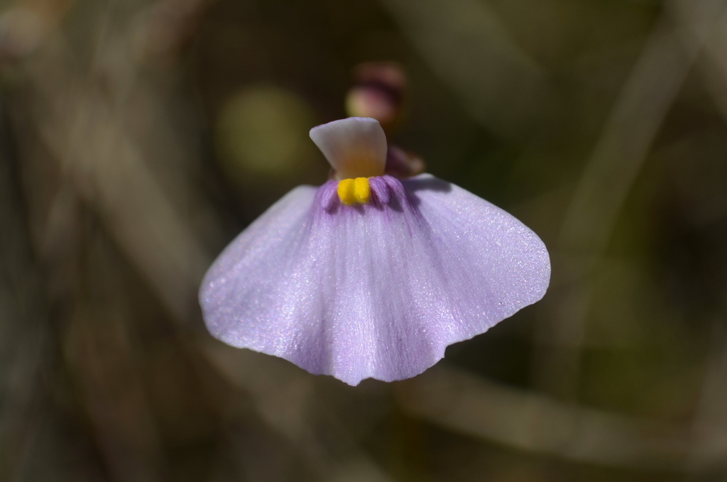 Utricularia kimberleyensis C.A.Gardner 4