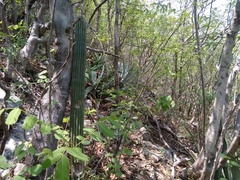 Cephalocereus apicicephalium