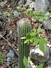 Cephalocereus apicicephalium