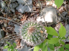 Cephalocereus apicicephalium