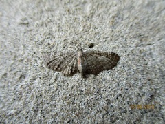 Eupithecia haworthiata