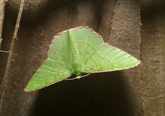 Ornithospila succincta