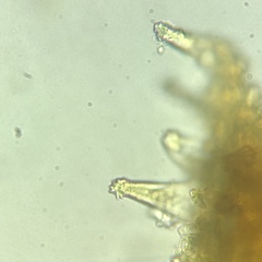 Inocybe asterospora image