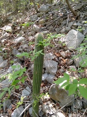 Cephalocereus apicicephalium