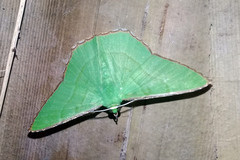 Ornithospila succincta