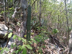 Cephalocereus apicicephalium