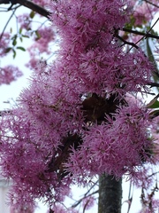 Chionanthus pubescens