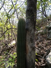 Cephalocereus apicicephalium