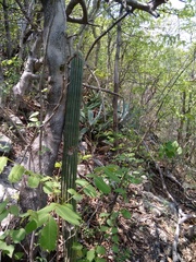 Cephalocereus apicicephalium