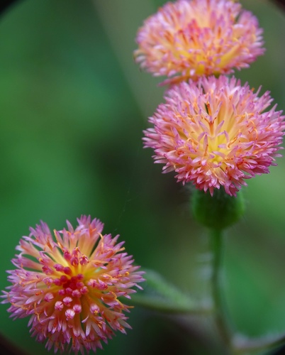 Red Tasselflower