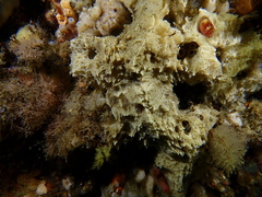 Clathrina coriacea