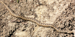 Vipera ammodytes