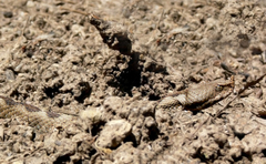 Vipera ammodytes
