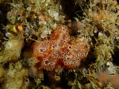 Aplidium nordmanni