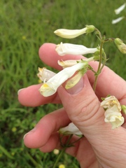 Penstemon oklahomensis