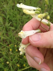 Penstemon oklahomensis